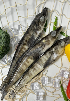 Ледяная рыба "белокровка"