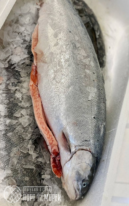 Форель морская 2-3кг