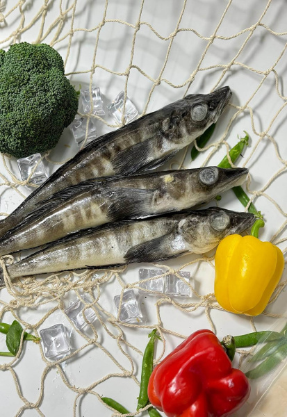 Ледяная рыба "белокровка"