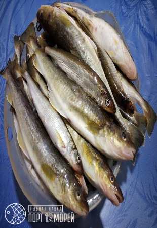 Навага северная с/м Навага северная с/м