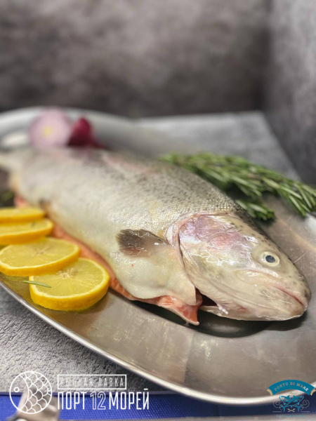 Форель охлажденная Атлантическая Баренцево Море 1,5-2гк