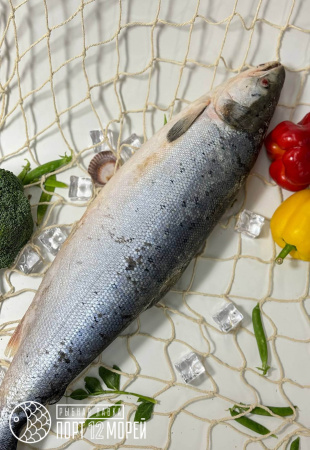 Дикая поморская Семга с/м Дикая поморская Семга с/м